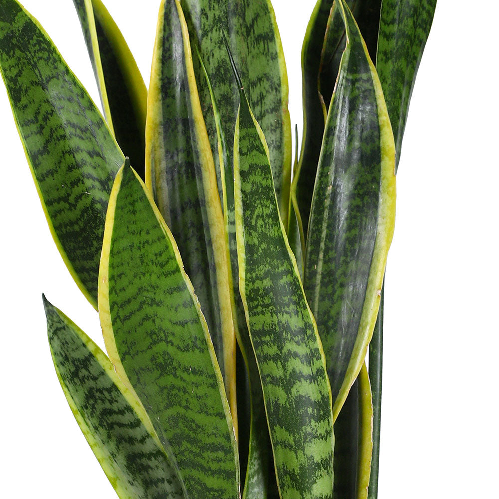 SANSEVIERIA IN GREEN POT