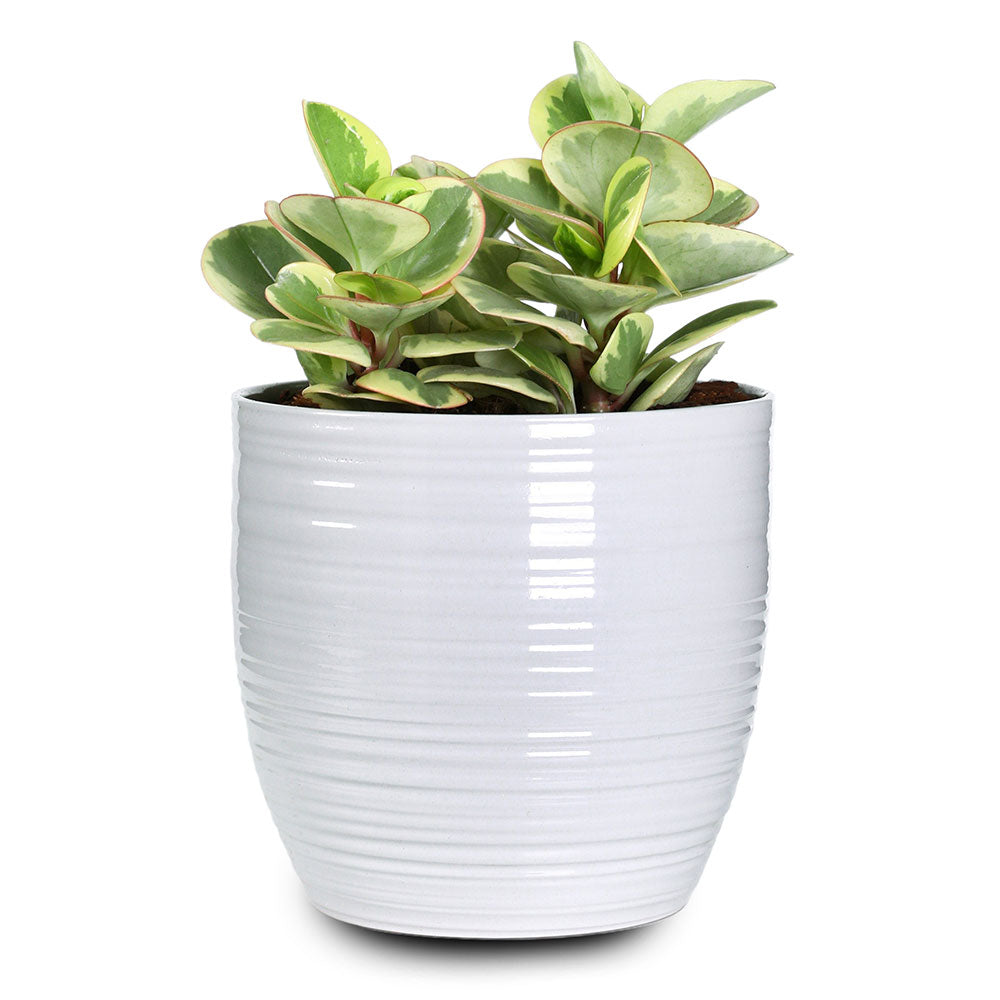 PEPEROMIA IN GLACIER WHITE PLANTER - بيبيروميا في حوض أبيض