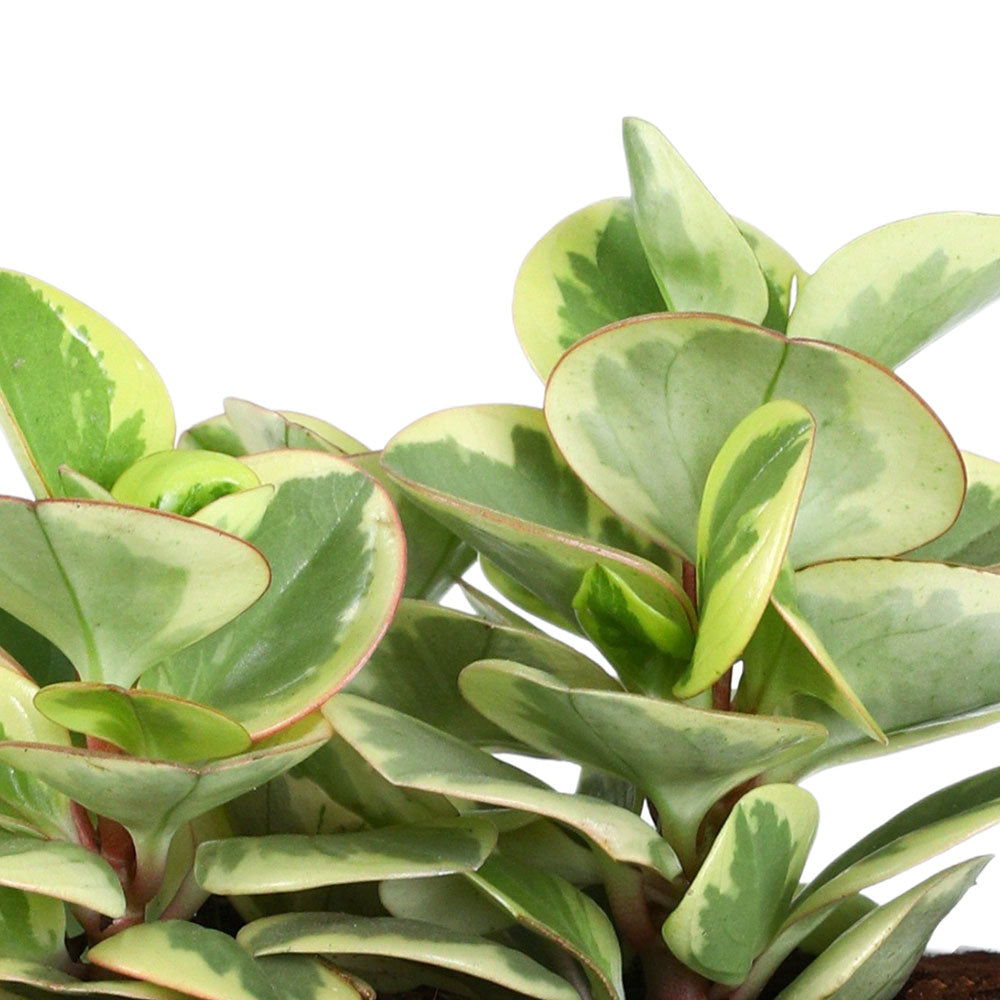 PEPEROMIA IN GLACIER WHITE PLANTER - بيبيروميا في حوض أبيض