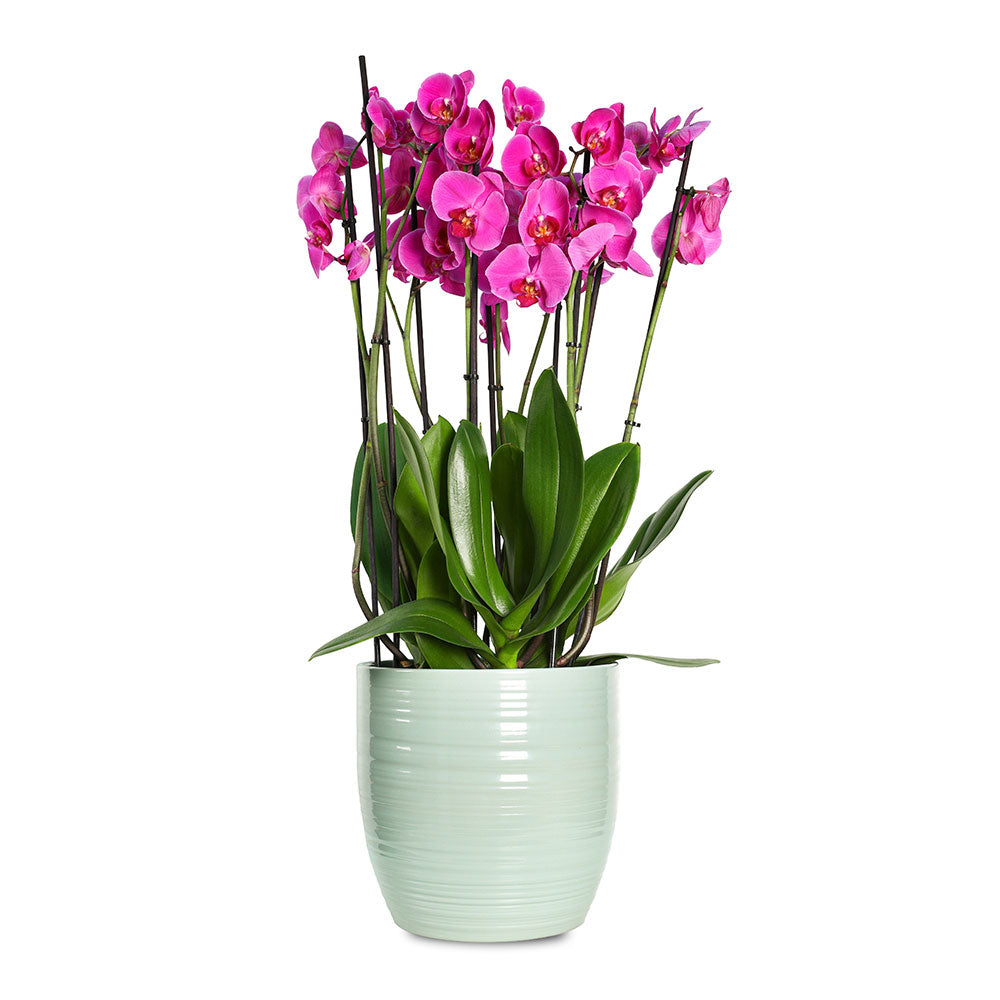 PINK ORCHID IN BERGAMO GLACIER BLUE CERAMIC POT - أوركيد وردي في حوض برغامو أزرق جليدي