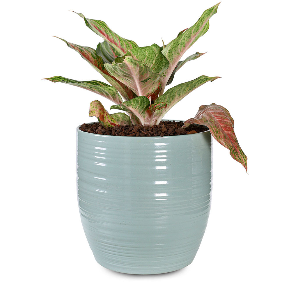 AZURE BLISS AGLAONEMA - برونيما 