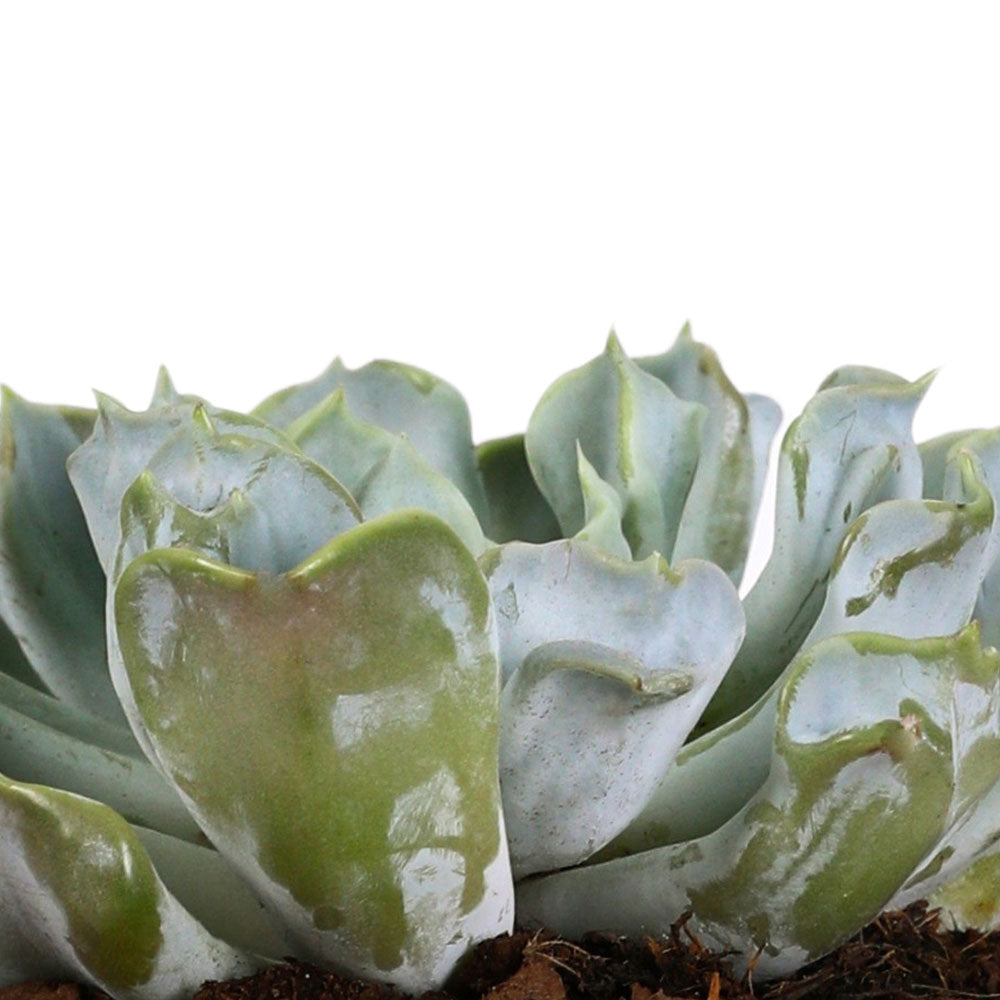 ECHEVERIA  IN DENVER PLANTER - إيشفيريا في حوض دنفر