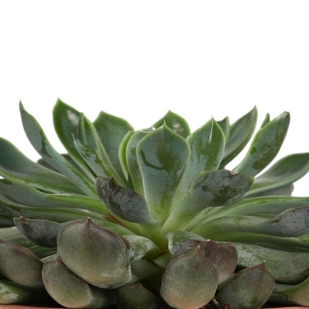 ECHEVERIA IN HOUSTON POT - إيشفيريا في حوض هيوستن