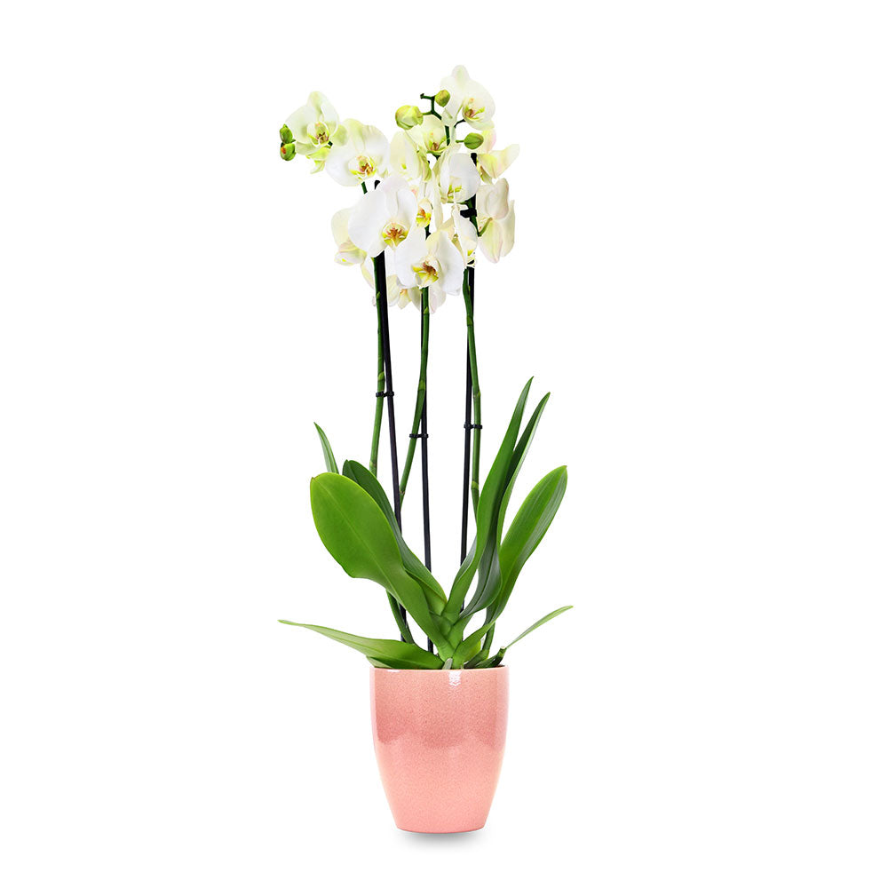 أوركيد في حوض هيوستن