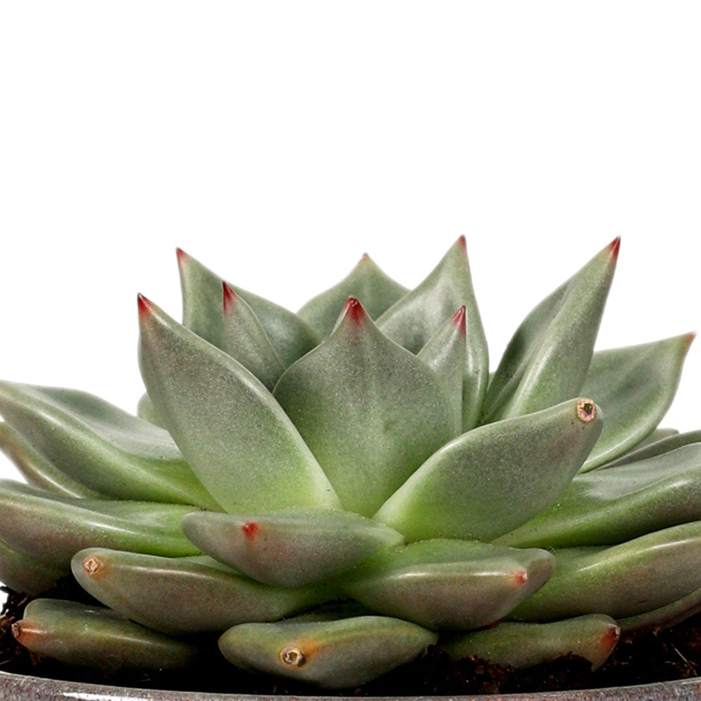 ECHEVERIA IN NASHVILLE PLANTER - إيشفيريا في حوض ناشفيل