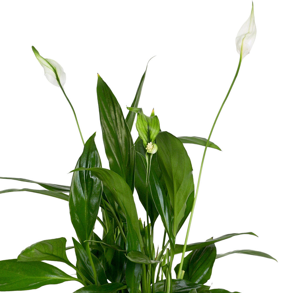 SPATHIPHYLLUM IN NEVADA PLANTER - سباثيفيلوم في حوض نيفادا