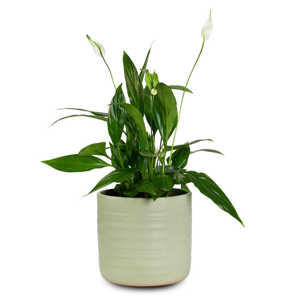 SPATHIPHYLLUM IN NEVADA PLANTER - سباثيفيلوم في حوض نيفادا 