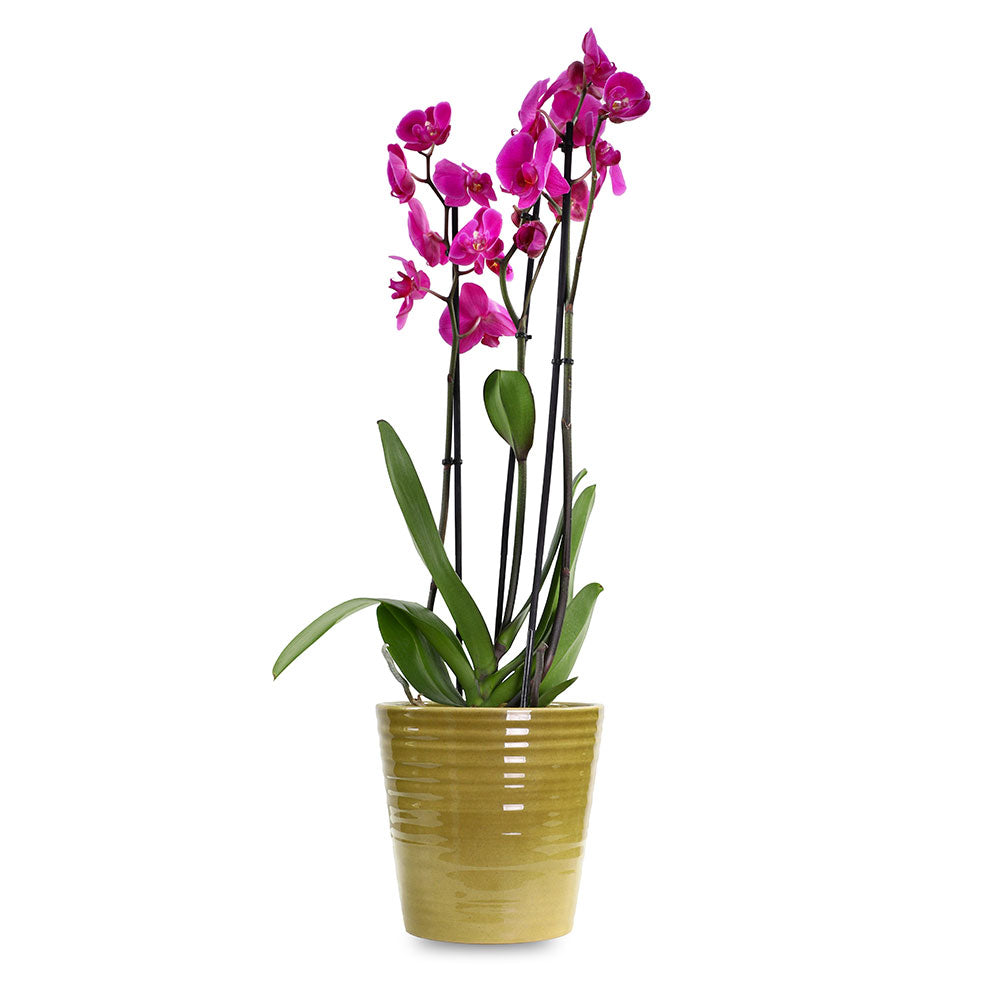 PINK ORCHID IN CANBERRA POT OLIVE - أوركيد وردي في حوض كانبرا زيتوني