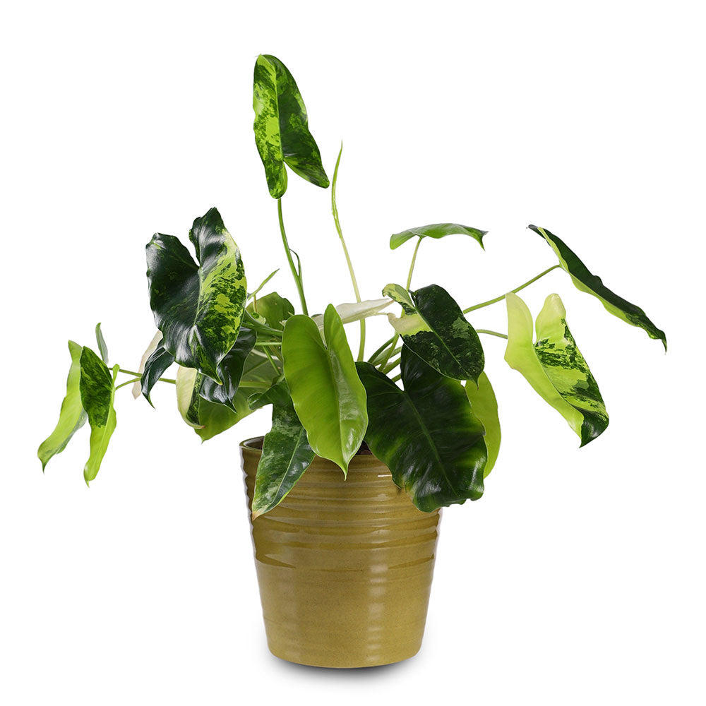 PHILODENDRON EMERALD - فيلودندرون إيميرالد