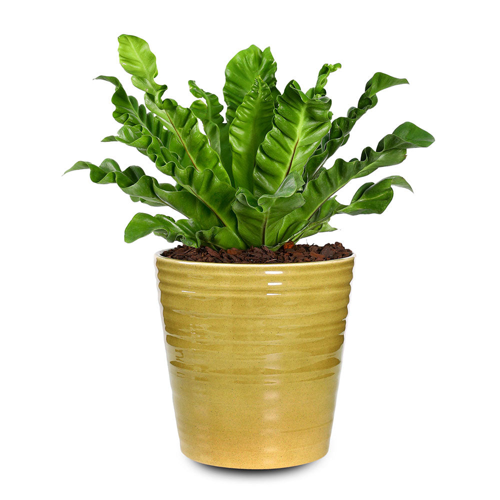 SUNSHINE ASPLENIUM NIDUS - أسبلينيوم نيدوس