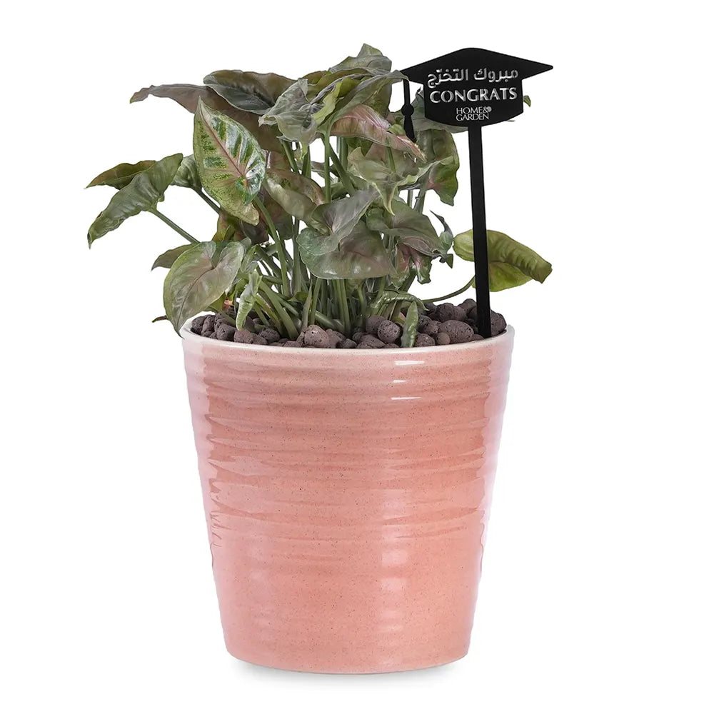 SYNGONIUM PINK IN PINK POT