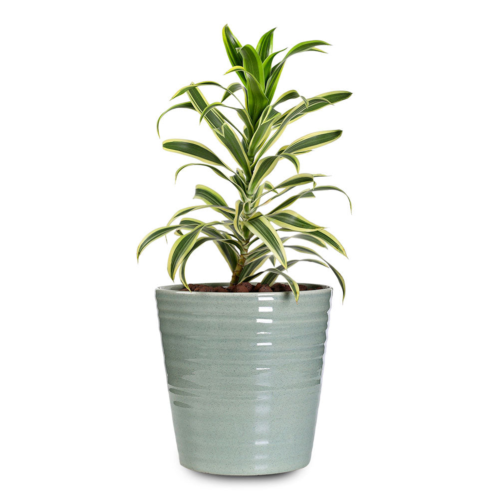 DRACAENA REFLEXA PLEOMELLE IN CANBERRA PLANTER - دراسينا ريفلكسا في حوض كانبيرا 