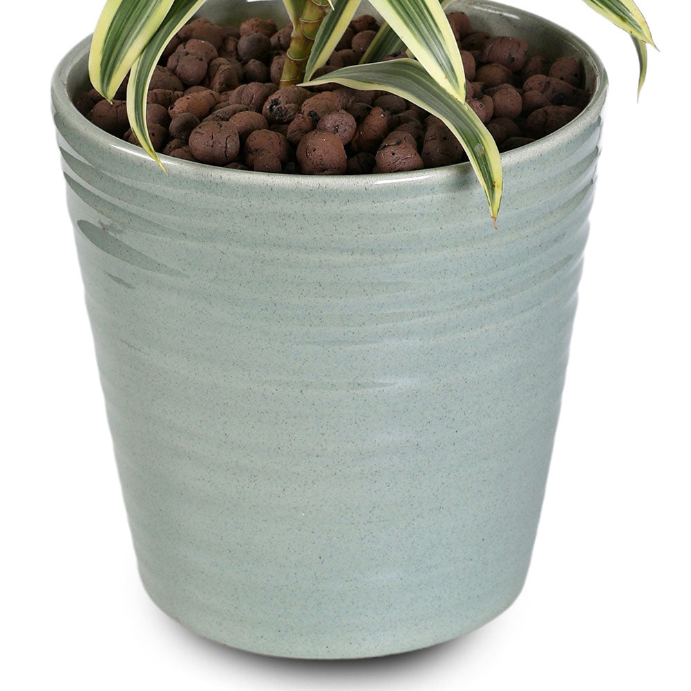 DRACAENA REFLEXA PLEOMELLE IN CANBERRA PLANTER - دراسينا ريفلكسا في حوض كانبيرا