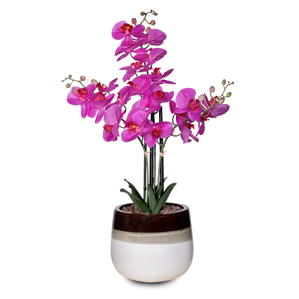 Buy Best Quality Live Indoor Plants (نبات داخلي) in Kuwait Online