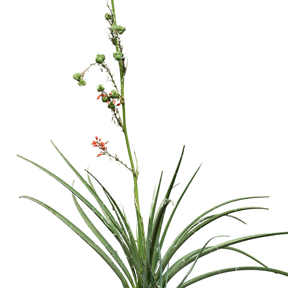 HESPERALOE PARVIFLORA - هيسبيرالوي بارفيفلورا