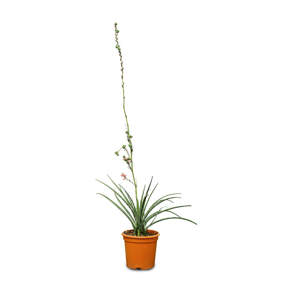 HESPERALOE PARVIFLORA - هيسبيرالوي بارفيفلورا