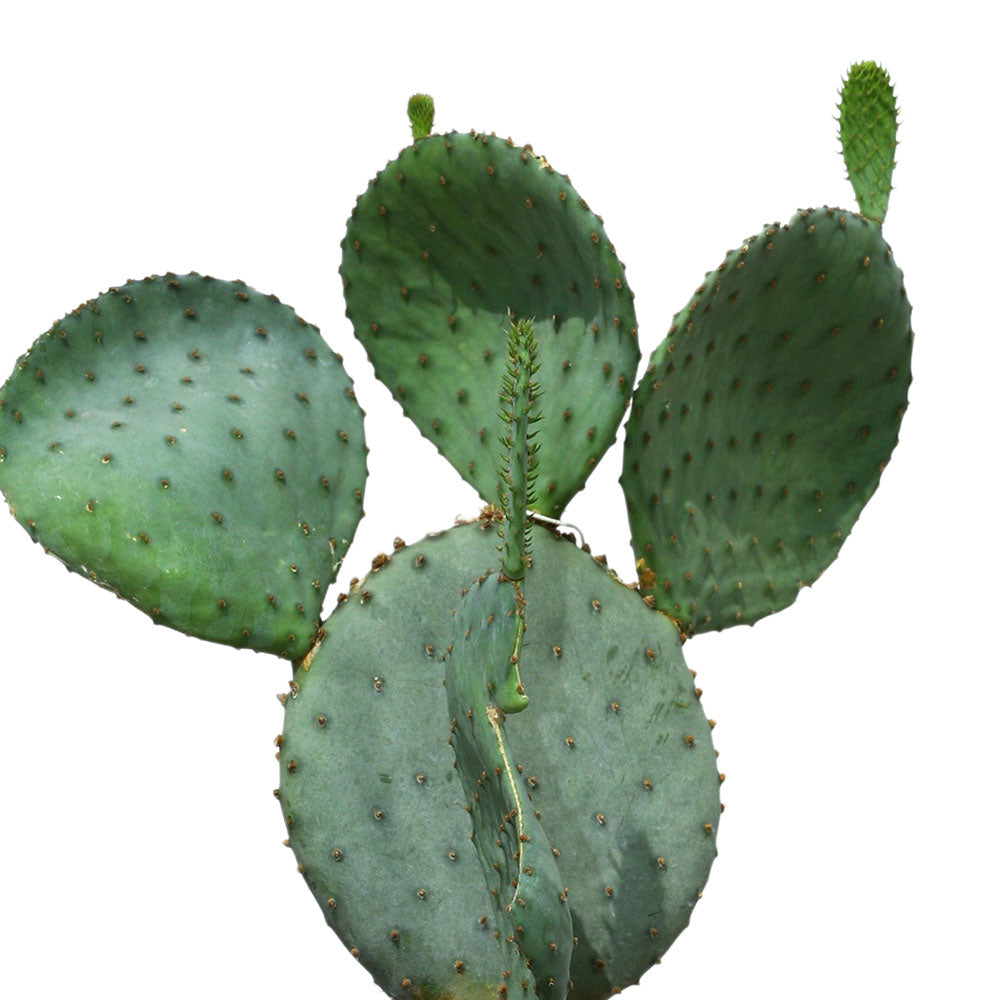 OPUNTIA SANTA RITA - أوبونتيا سانتا ريتا