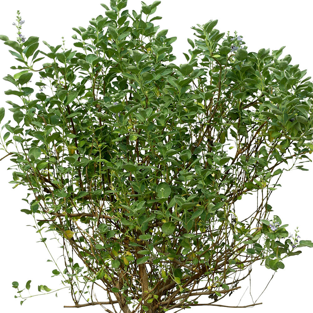 VITEX ROTUNDIFOLIA - فيتكس روتونديفوليا