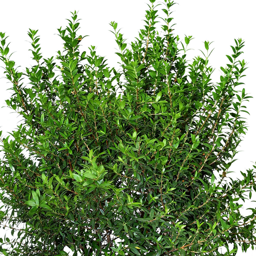 MYRTUS COMMUNIS MICROPHYLLA - ميرتوس كومونيس ميكروفيلا