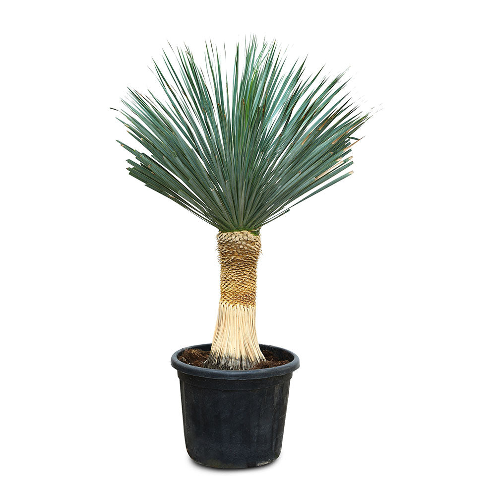 YUCCA ROSTRATA - يوكا روستراتا