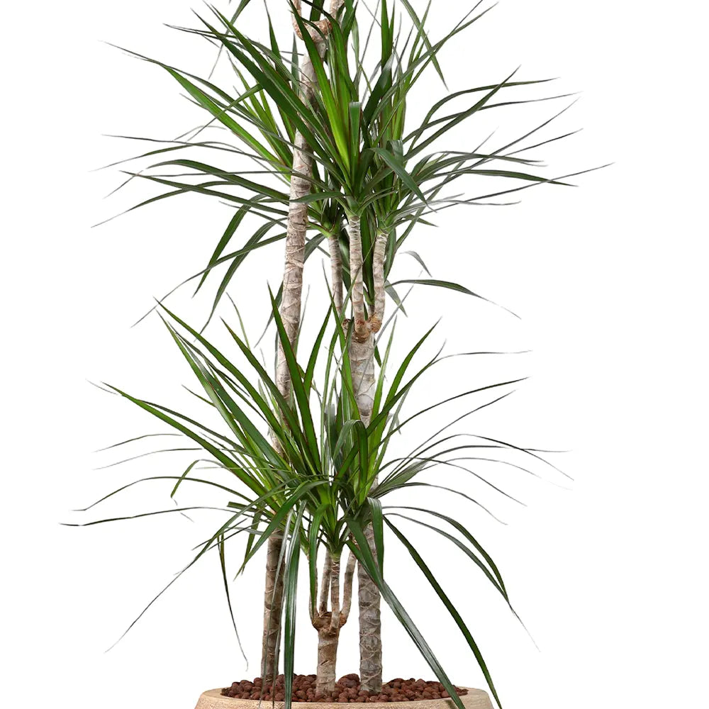 DRACAENA MARG IN BEIGE PLANTER