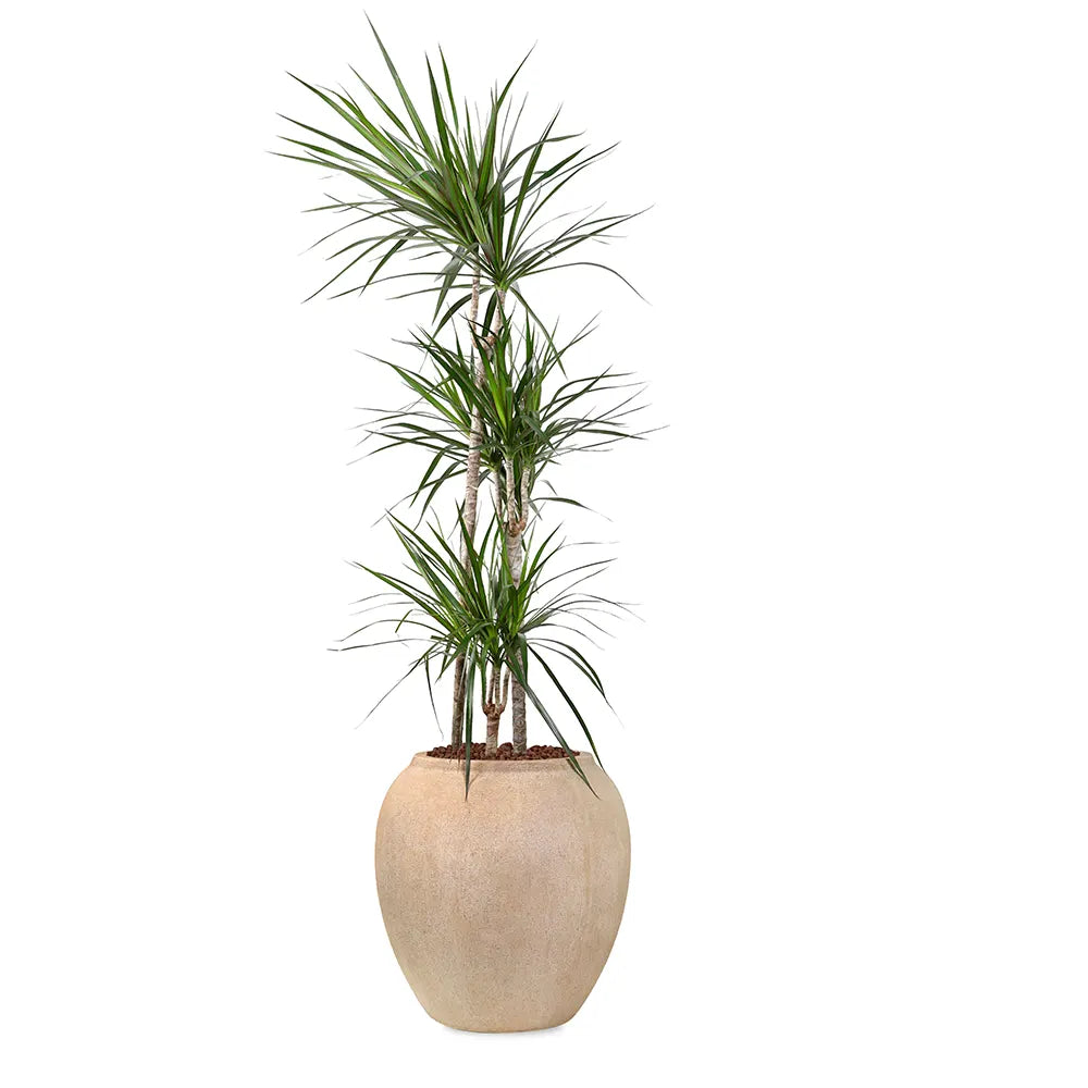 DRACAENA MARG IN BEIGE PLANTER