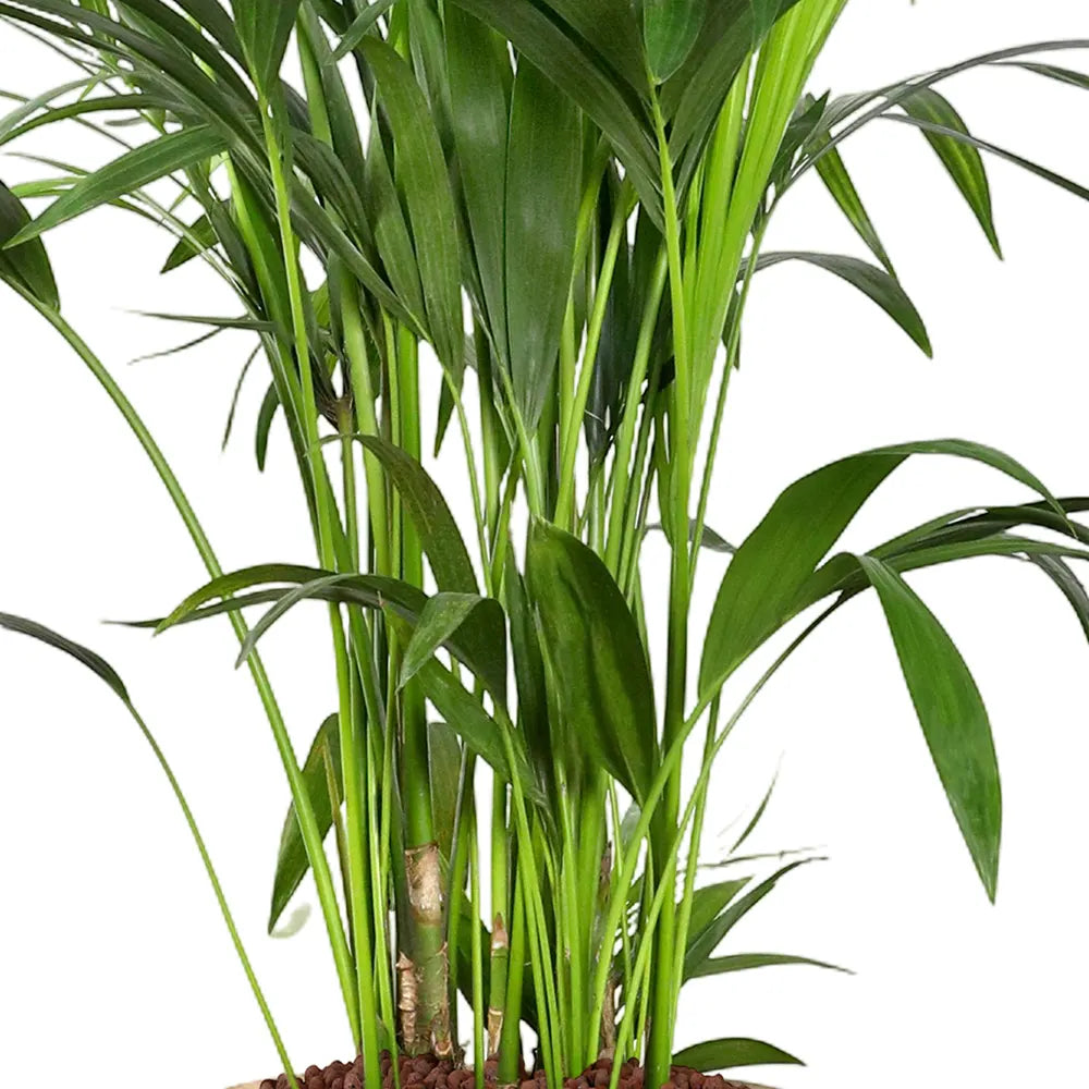 KENTIA IN BEIGE PLANTER