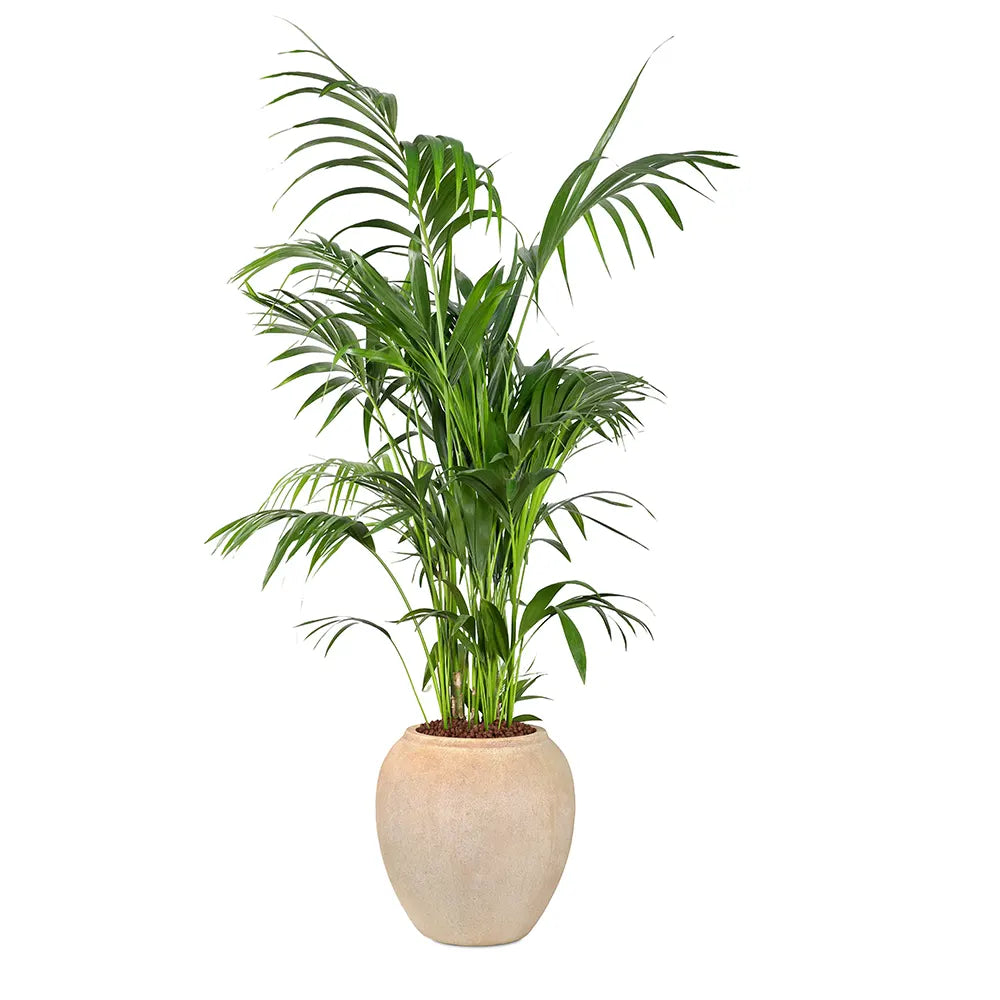 KENTIA IN BEIGE PLANTER