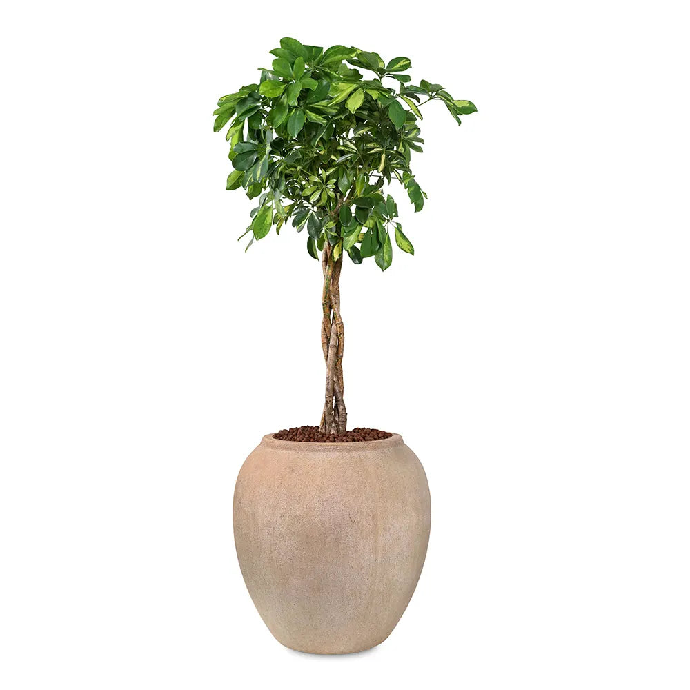 SCHEFFLERA COMPACTA IN BEIGE PLANTER