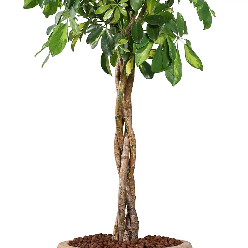 SCHEFFLERA COMPACTA IN BEIGE PLANTER