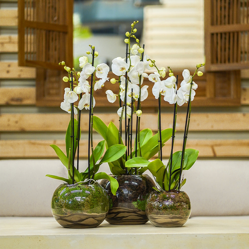 SET OF 3 WHITE ORCHIDS IN GLASS POT طقم من 3 اوركيد البيضاء في إناء زجاجي