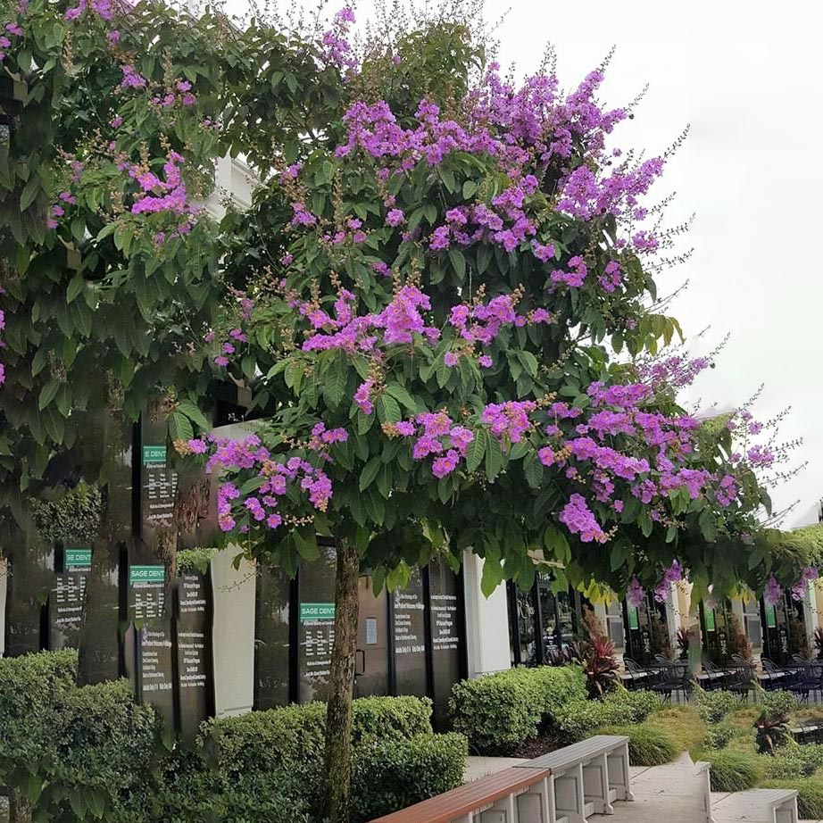 LAGERSTROEMIA INDICA (CREPE MYRTLE) لاجستروميا (تمر حنا)