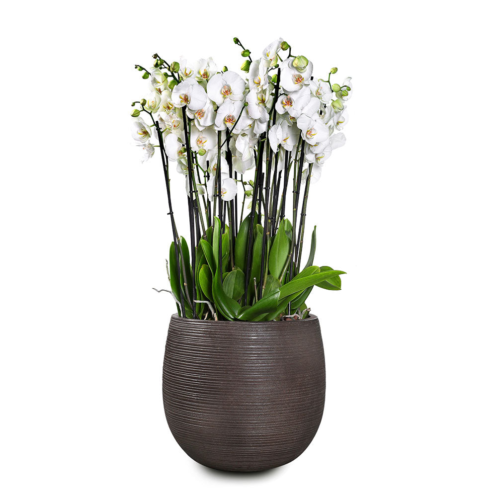 ORCHIDS IN ROCKHAMPTON BROWN FIBER-COMPOSITE PLANTER