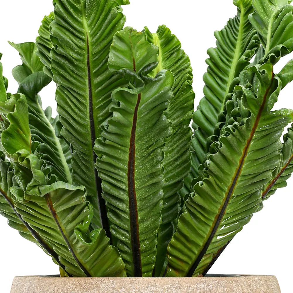 ASPELIUM NIDUS IN BEIGE PLANTER