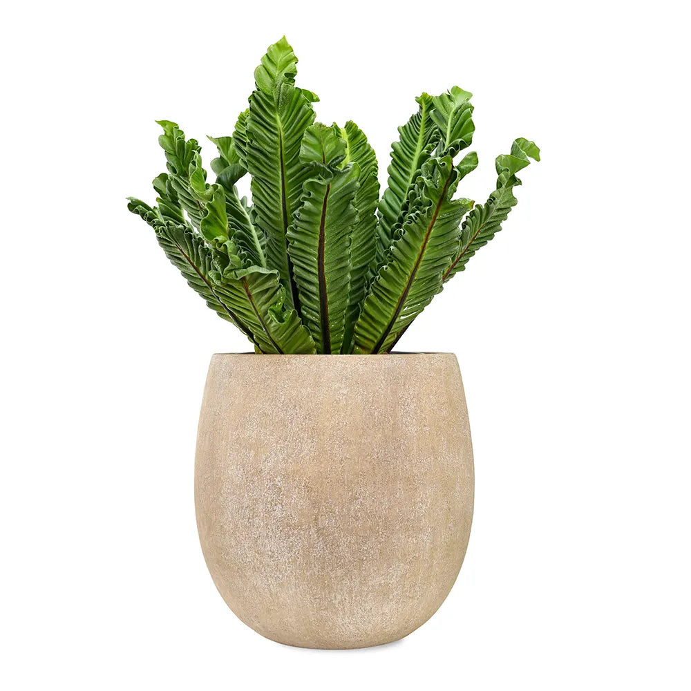 ASPELIUM NIDUS IN BEIGE PLANTER