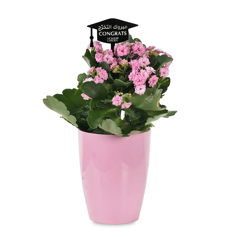 KALANCHOE IN PINK POT