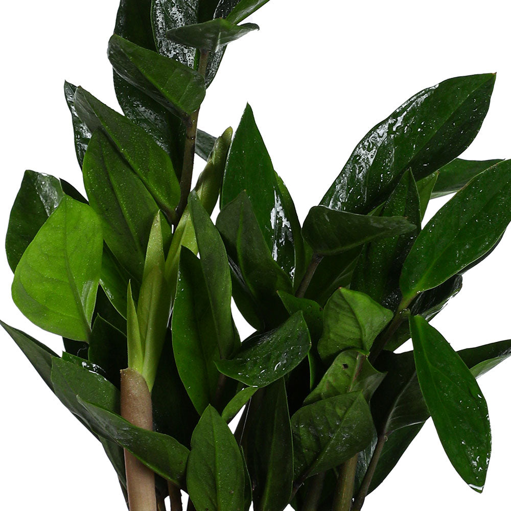 ZAMIOCULCAS IN BROWN POT