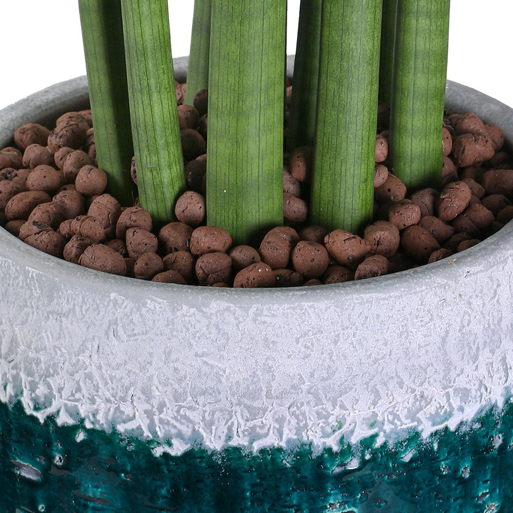 SANSEVIERIA IN BLUE POT