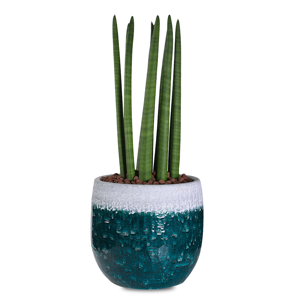 SANSEVIERIA IN BLUE POT