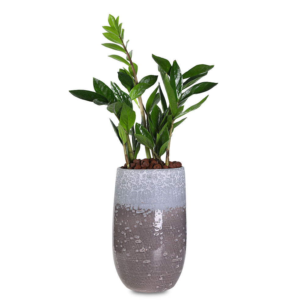 ZAMIOCULCAS IN BROWN TALL POT