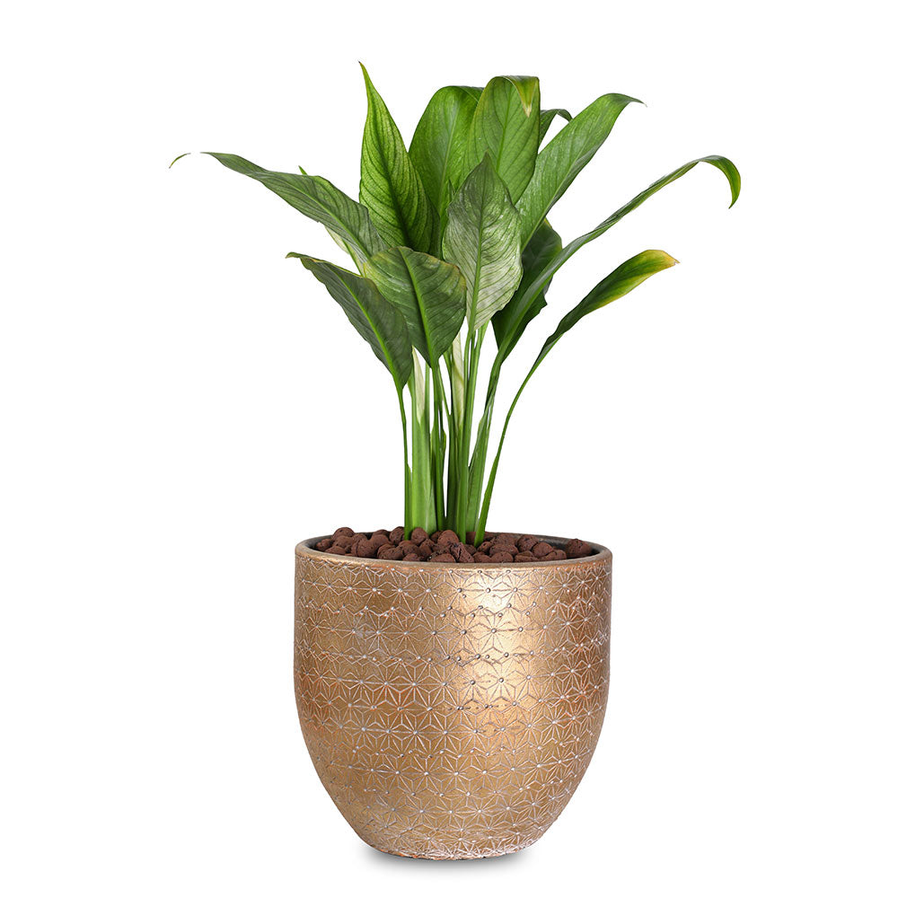 SPATHIPHYLLUM IN GOLD POT