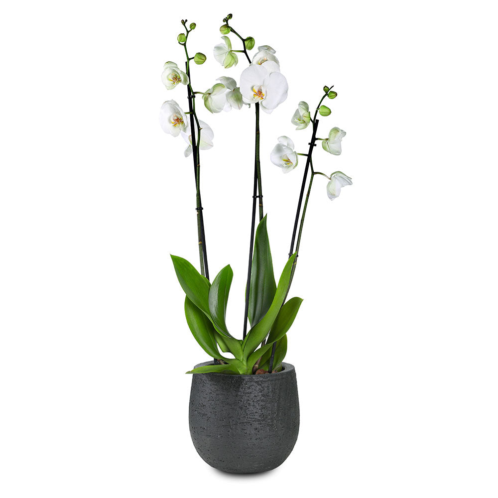 WHITE ORCHIDS IN AMIENS BLACK CERAMIC POT