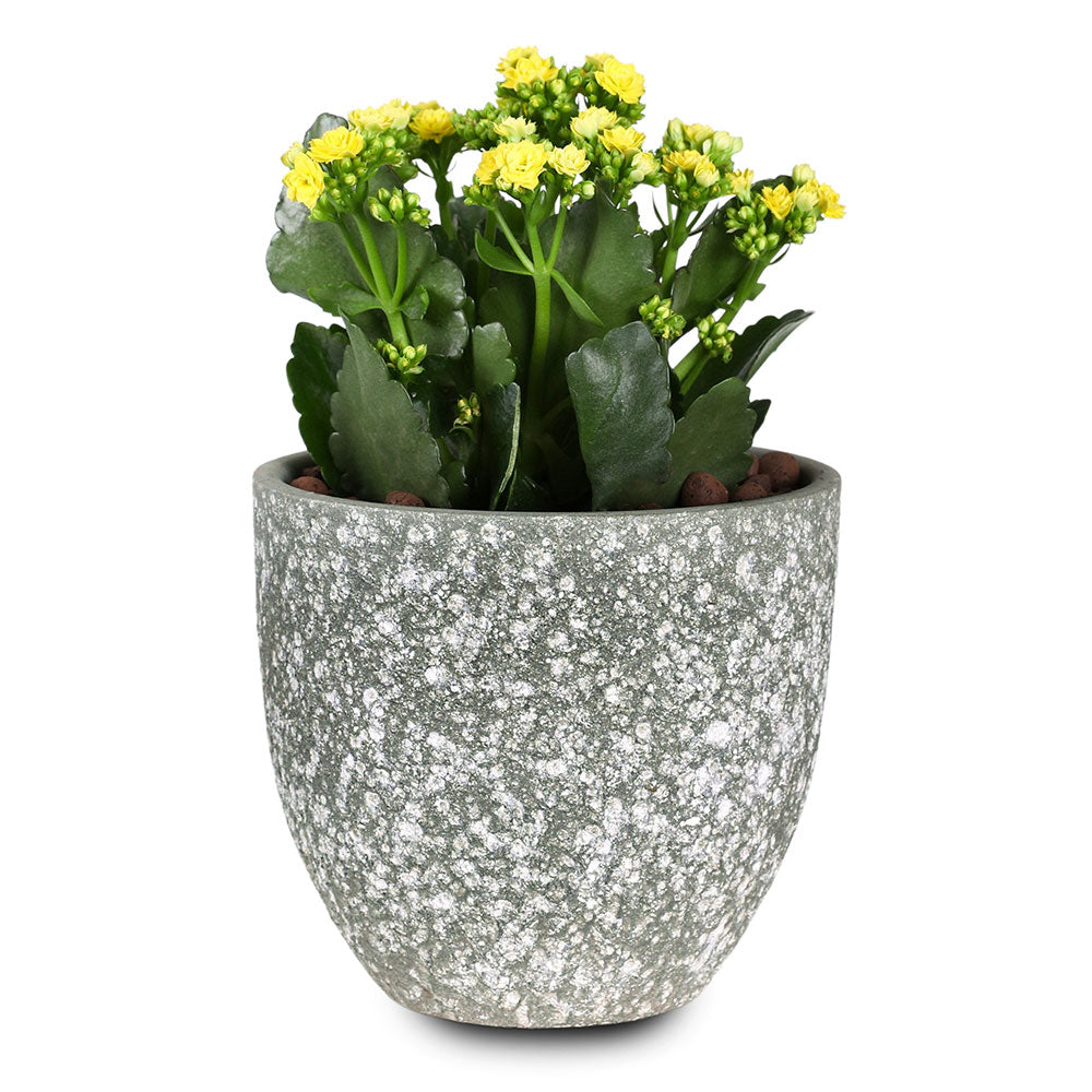 KALANCHOE IN LILLE PLANTER - كالانشو في حوض ليلي