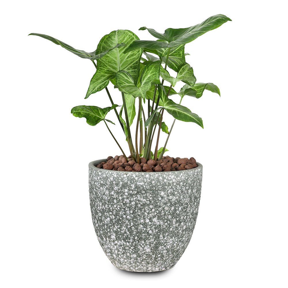 SYNGONIUM IN LILLE PLANTER - سينجونيوم في حوض ليلي