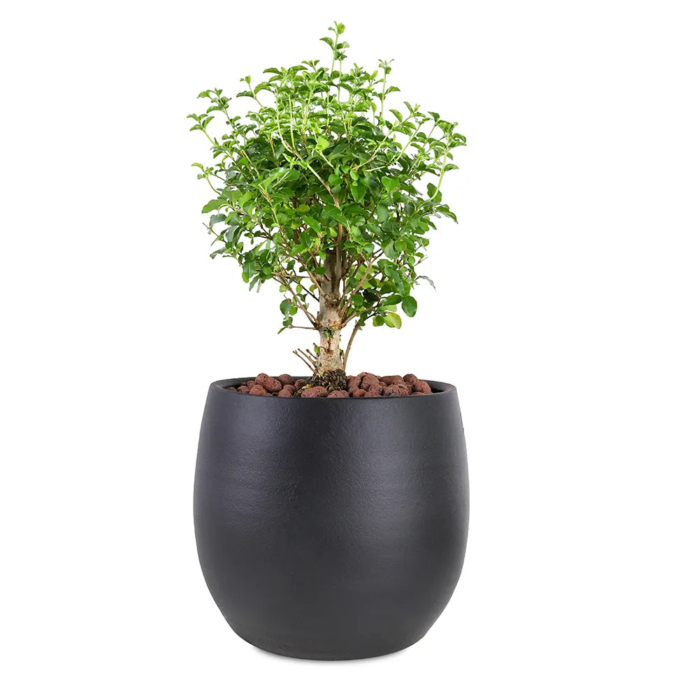 BONSAI IN BLACK CERAMIC POT