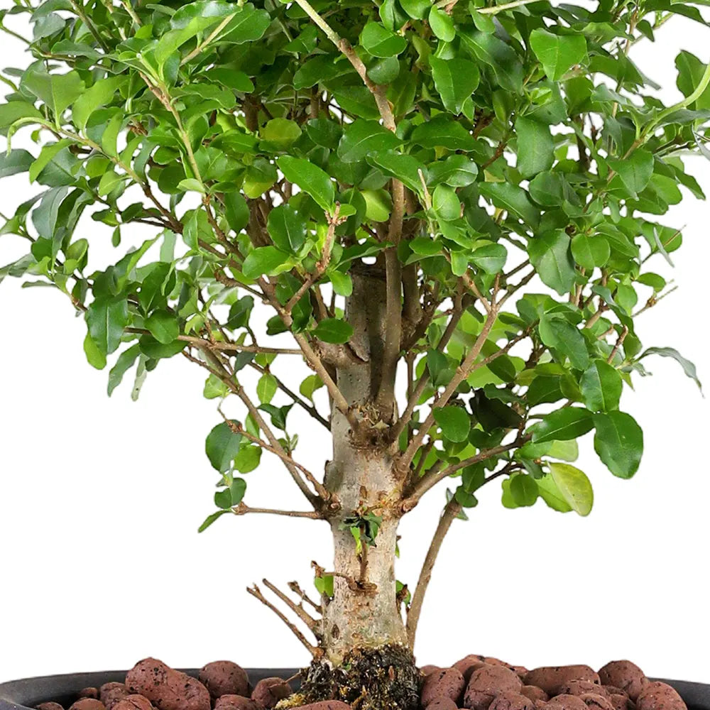 BONSAI IN BLACK CERAMIC POT