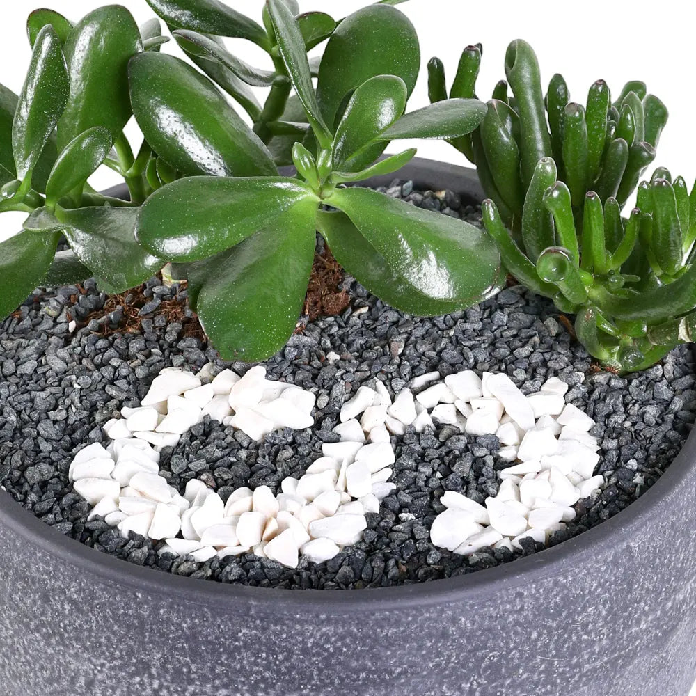 MIXED SUCCULENTS  IN GREY BOWL