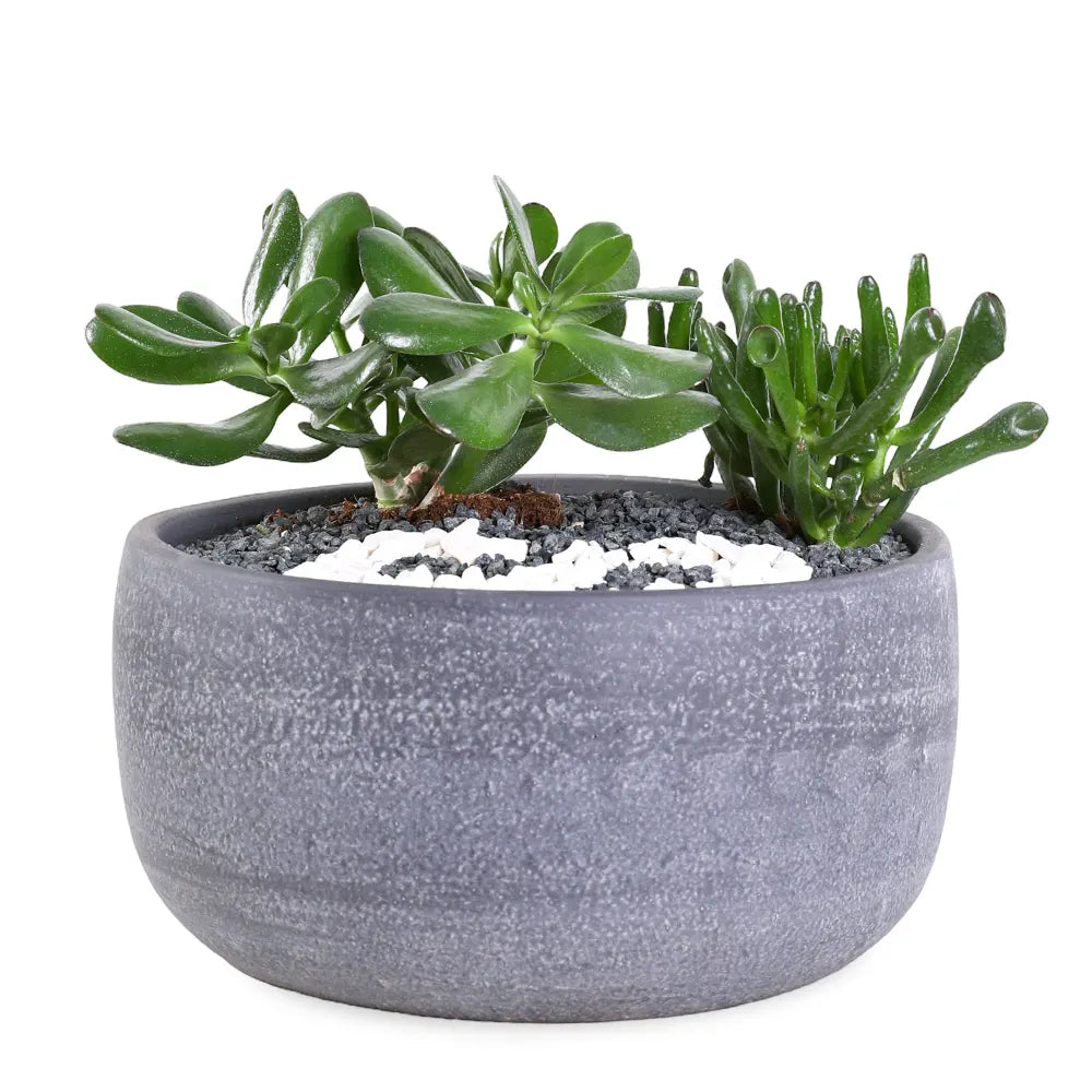 MIXED SUCCULENTS  IN GREY BOWL