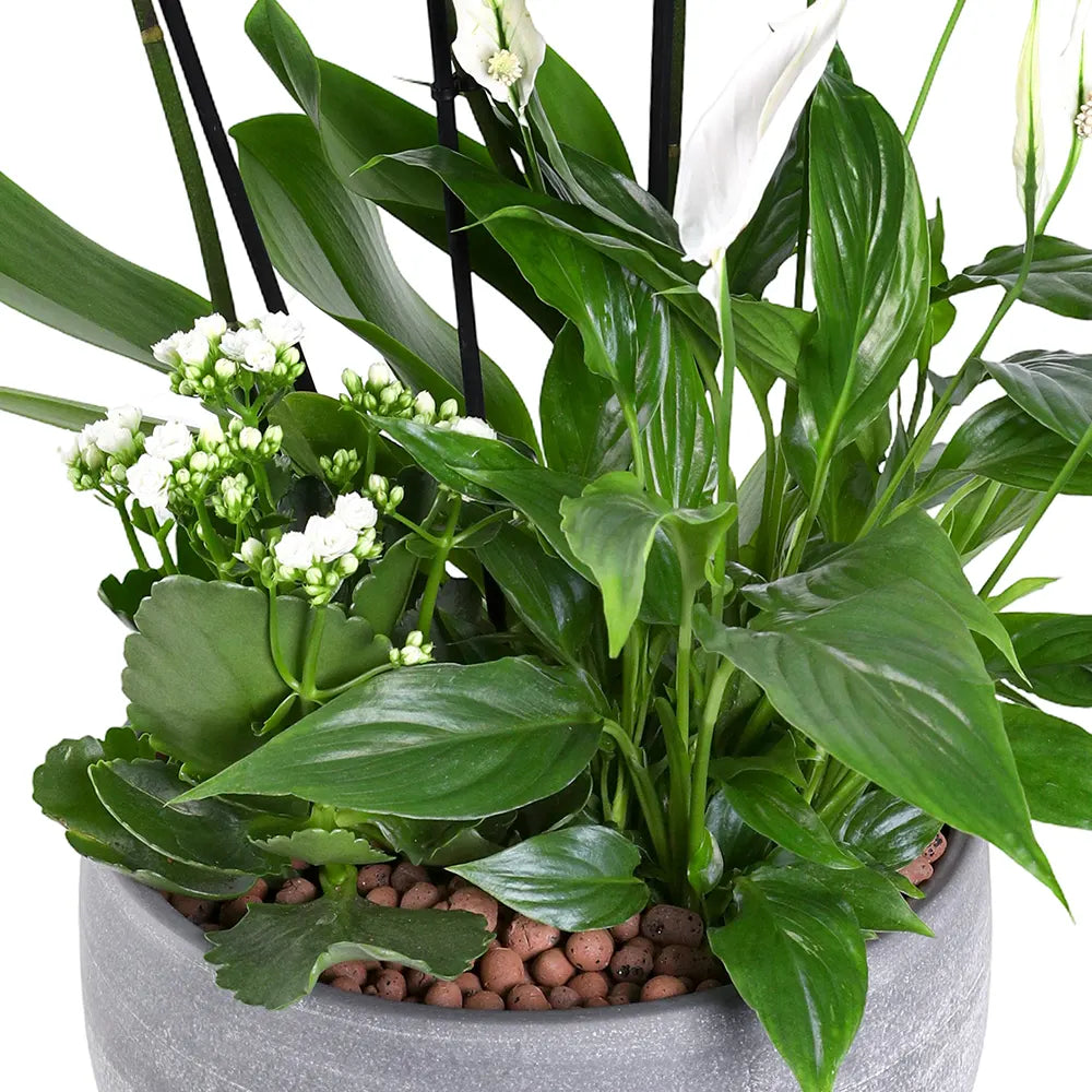 FLOWERS ARRANGEMENTS  IN GREY BOWL