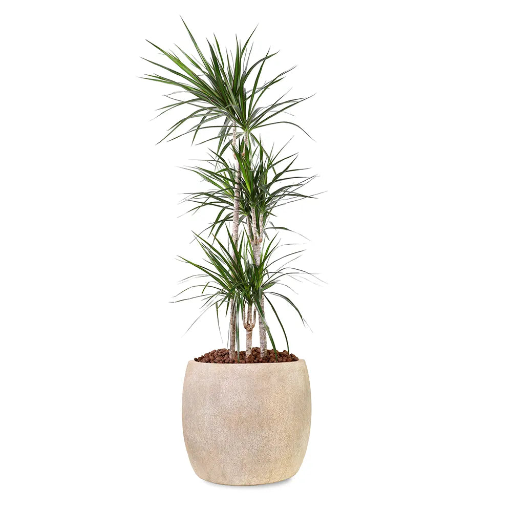 KENTIA IN BEIGE PLANTER